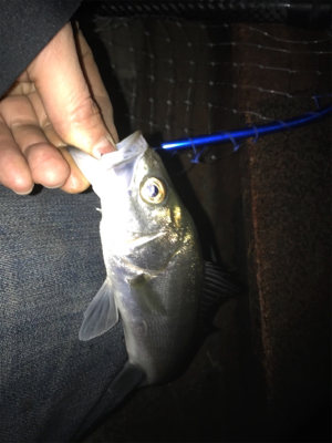 なんとかゲット!二夜連続釣行