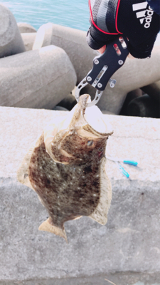 ヒラメ？カレイ？