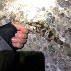 飽きずに連日釣行Σ(゚д゚lll)