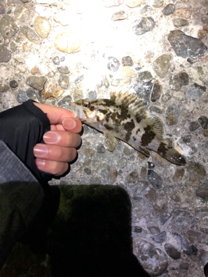 飽きずに連日釣行Σ(゚д゚lll)