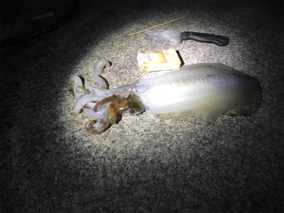 アオリイカ入れ食い