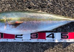 ジャスト70㎝^_^！ようやくゲット♪