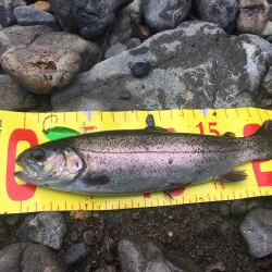 芥川で釣り初め