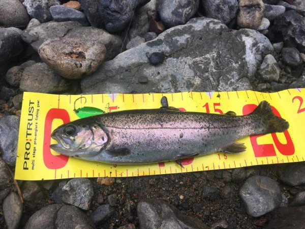 芥川で釣り初め