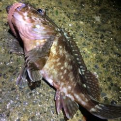 鳴門でロックフィッシュ