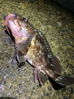 鳴門でロックフィッシュ