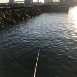 のんびりエビ撒き