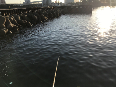 のんびりエビ撒き