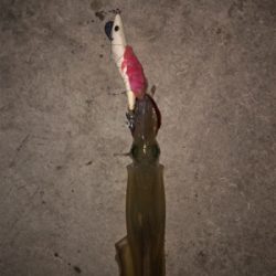 ヤリイカ入れ食いならず…