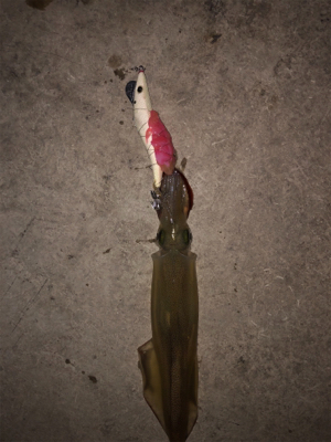 ヤリイカ入れ食いならず…