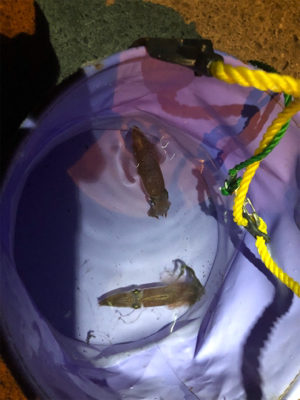 初釣り!初ヒイカ!