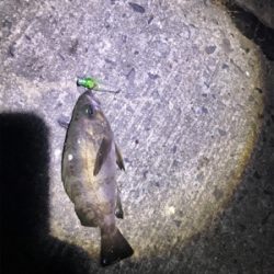 ちびめばプラッキング