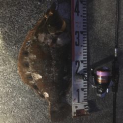 アジング朝まずめ狙い