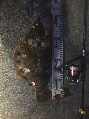 アジング朝まずめ狙い