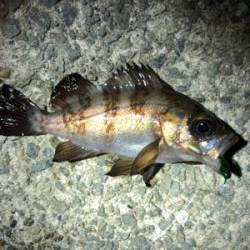 アジ狙いもメバル、ガシラ