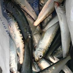 イワシ そこそこ