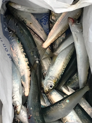 イワシ そこそこ