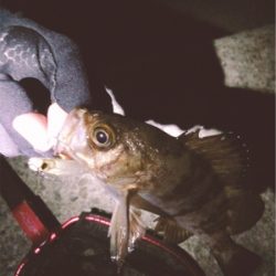 短時間メバルプラッキング