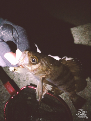 短時間メバルプラッキング