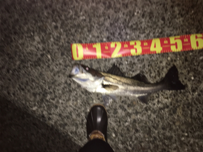 ご無沙汰しております