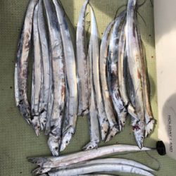 今年初タチウオ