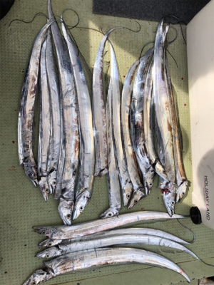 今年初タチウオ