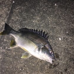 エビ撒き調査 活性高い