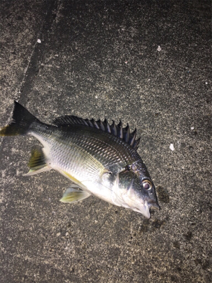 エビ撒き調査 活性高い