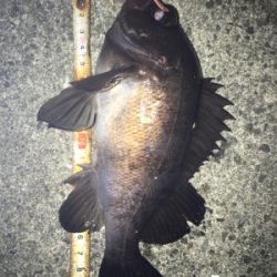 貝塚メバリング！サイズ、数ともに良し(^^)