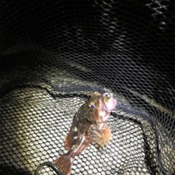 ガシラは裏切らない