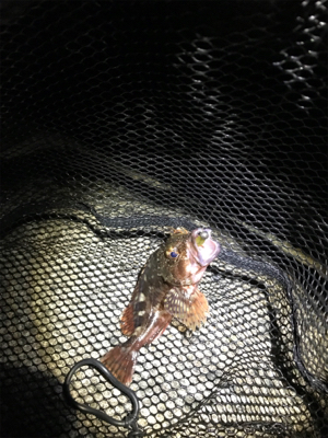 ガシラは裏切らない