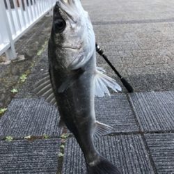 ホーム2に認定?