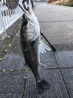 ホーム２に認定？