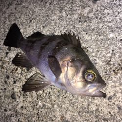 満月は渋いけど…。