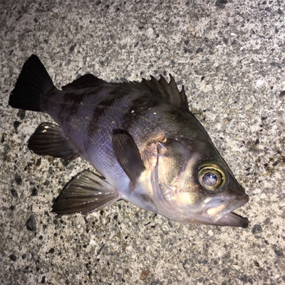 満月は渋いけど…。