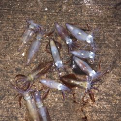 釣りしまくった