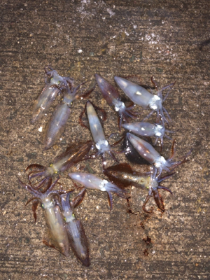 釣りしまくった