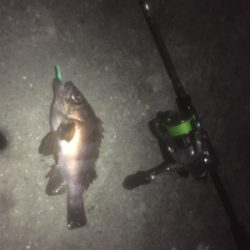 プラッキングメバル