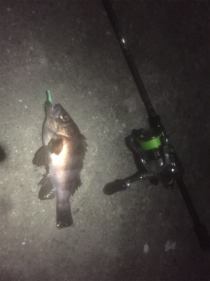 プラッキングメバル