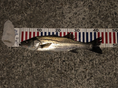 やっぱりシンペン