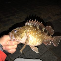 やっとええサイズ釣れました