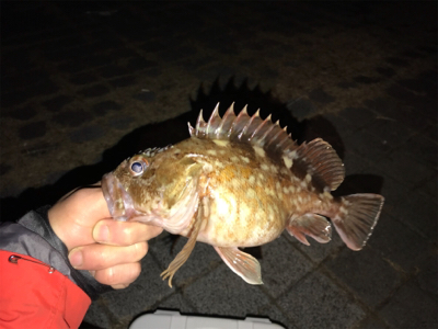 やっとええサイズ釣れました