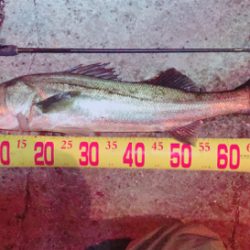 アジングロッドで過去一の大きさの魚