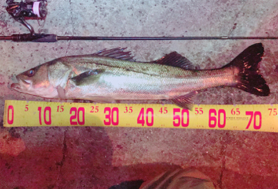 アジングロッドで過去一の大きさの魚