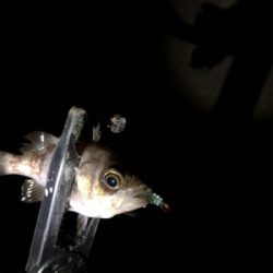 メバリング好調