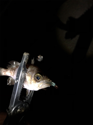 メバリング好調