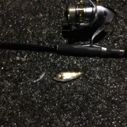 小メバルラッシュ