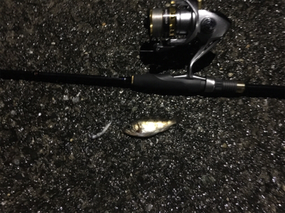 小メバルラッシュ