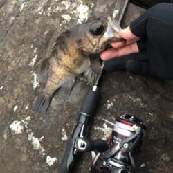 尺メバルを探して