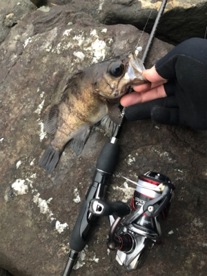 尺メバルを探して